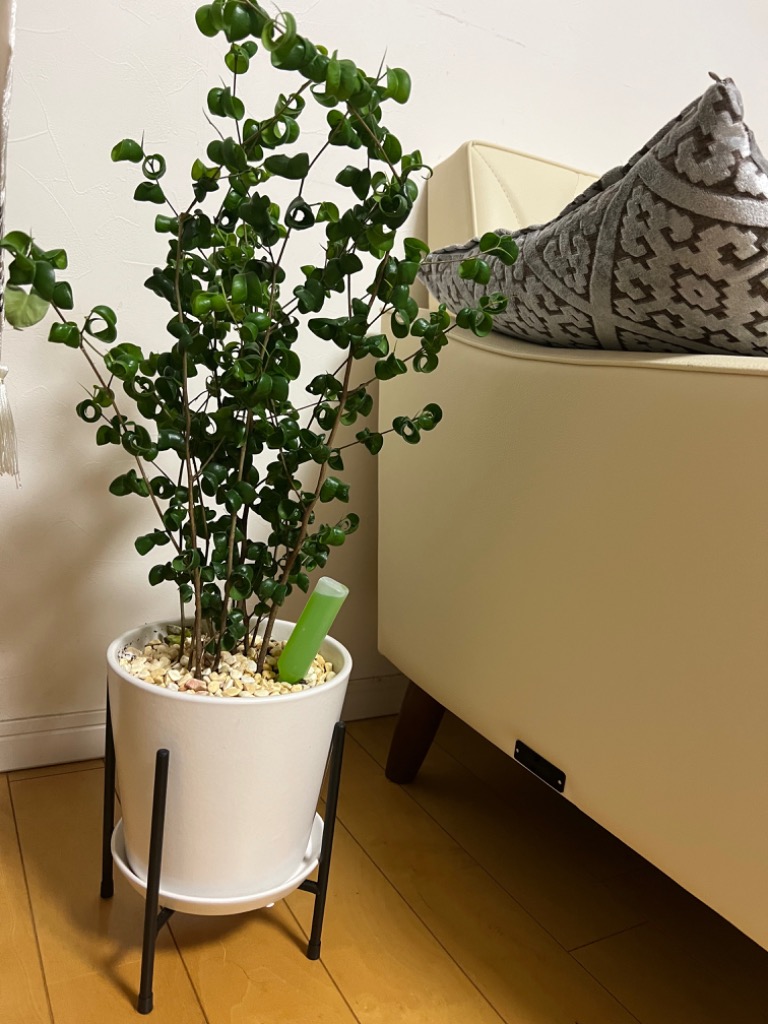 1件目のレビュー画像 | 1