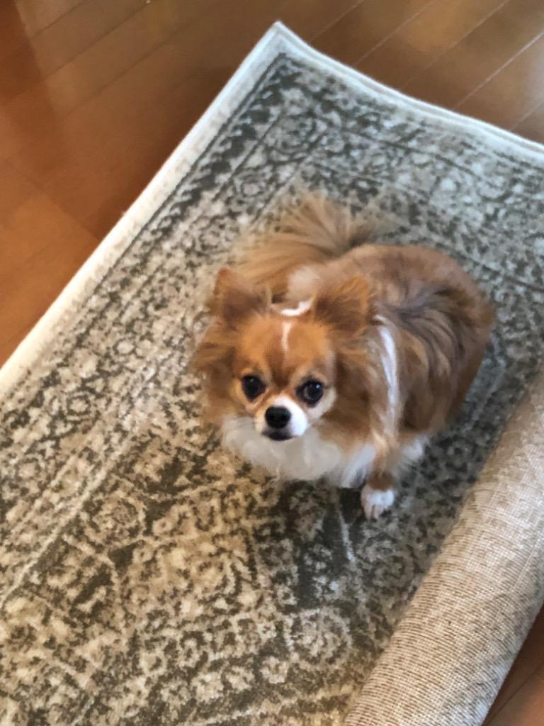 1件目のレビュー画像 | 0