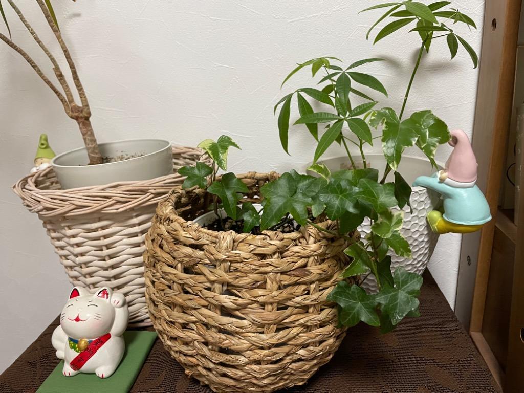 9件目のレビュー画像 | 1