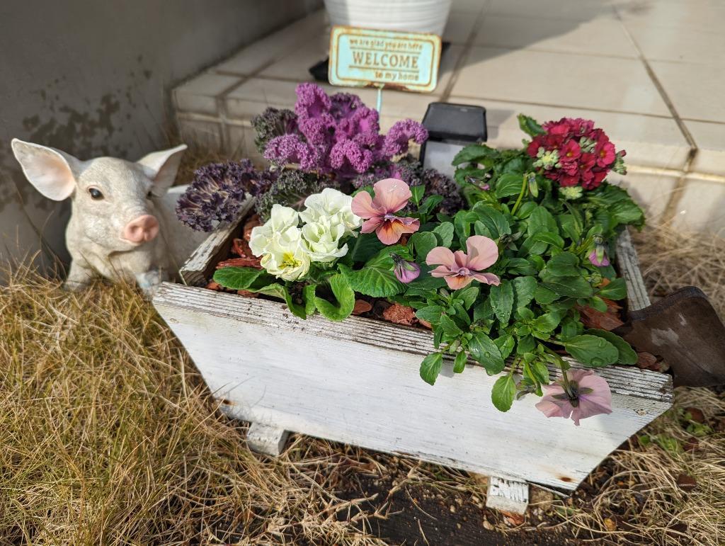 店長おまかせ 季節の花苗8個セット ガーデニング 園芸 寄せ植え 花 苗