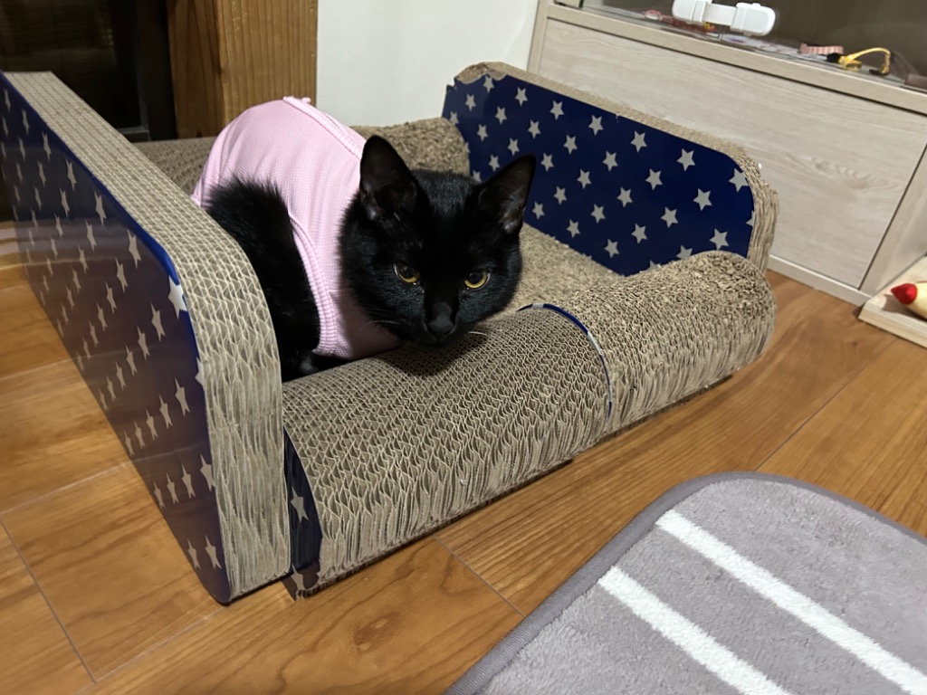 レビュー画像