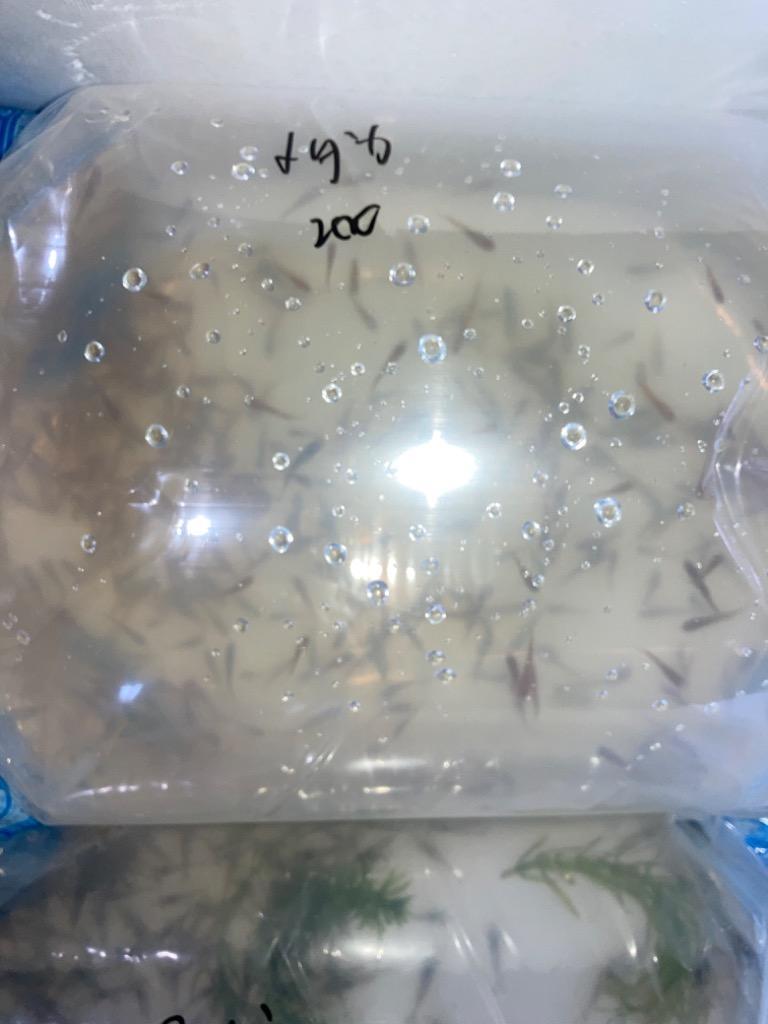 生き餌 メダカ 200匹 めだか エサメダカ 川魚 餌用 :10000860:エムワイショップアクア - 通販 - Yahoo!ショッピング