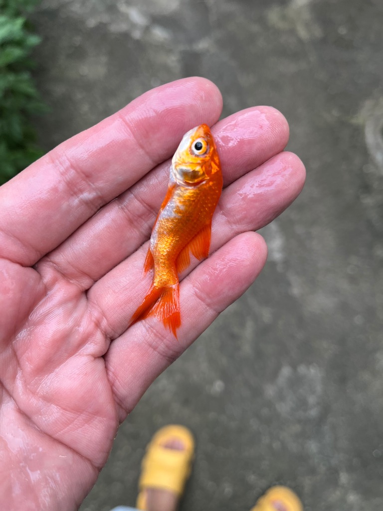 金魚 コメットMix 5匹 SS 3cm〜5cm前後 国産 : エムワイショップ