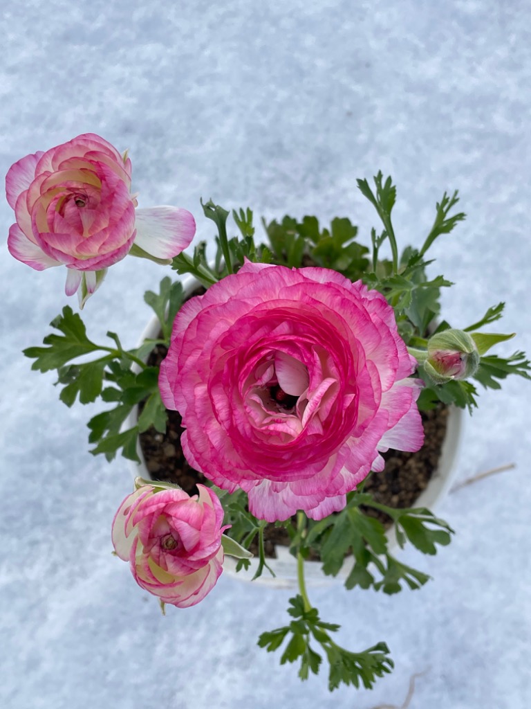 3件目のレビュー画像 | 1