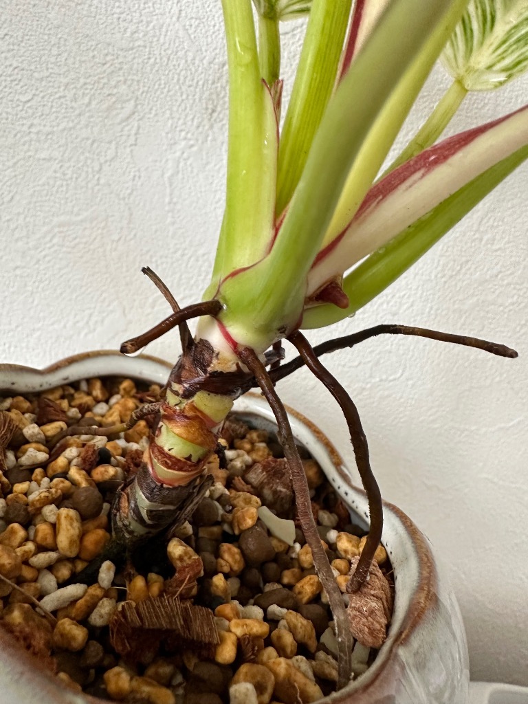 観葉植物/フィロデンドロン：バーキン（幹上がり）3.5号鉢植え