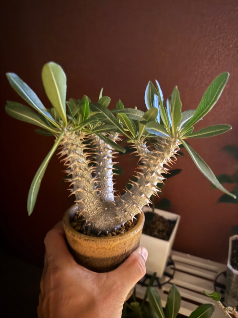 観葉植物 パキポディウム デンシフローラム（国内実生株） 3.5号ポット