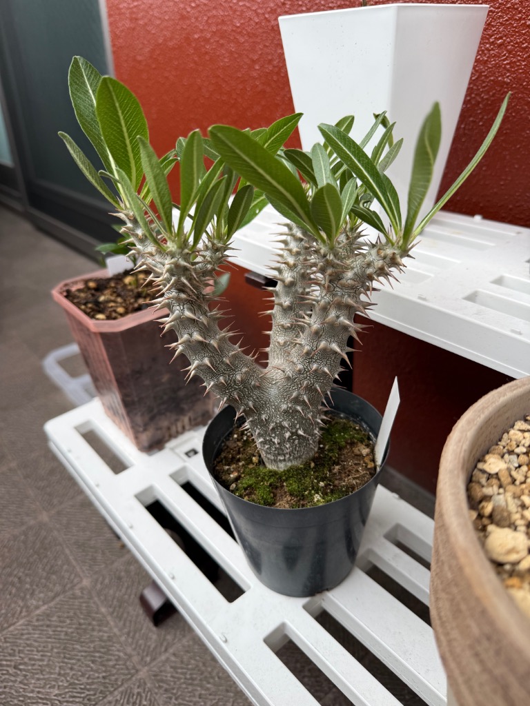 観葉植物 パキポディウム デンシフローラム（国内実生株） 3.5号ポット