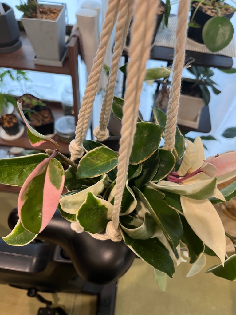 観葉植物/ホヤ カルノーサ:リップカラー3‐3.5号ポット苗 : 園芸 観葉植物/ホヤ カルノーサ:リップカラー3‐3.5号ポット苗 : 園芸