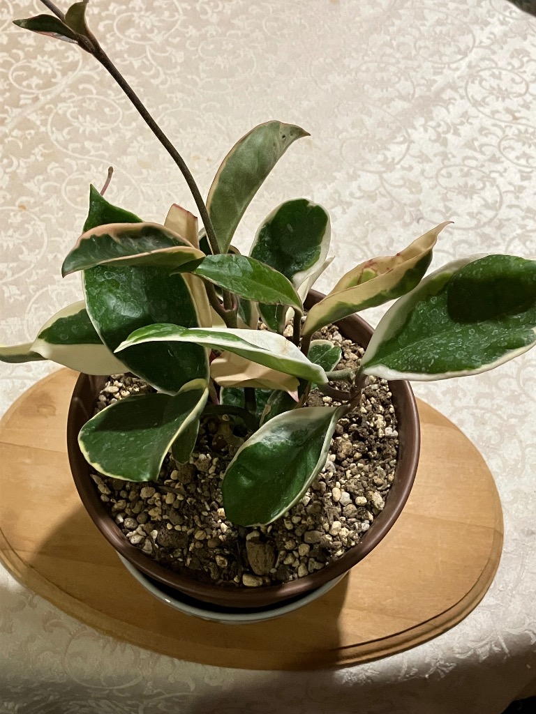 観葉植物 ホヤ カルノーサ リップカラー3‐3.5号ポット苗 : 園芸ネット