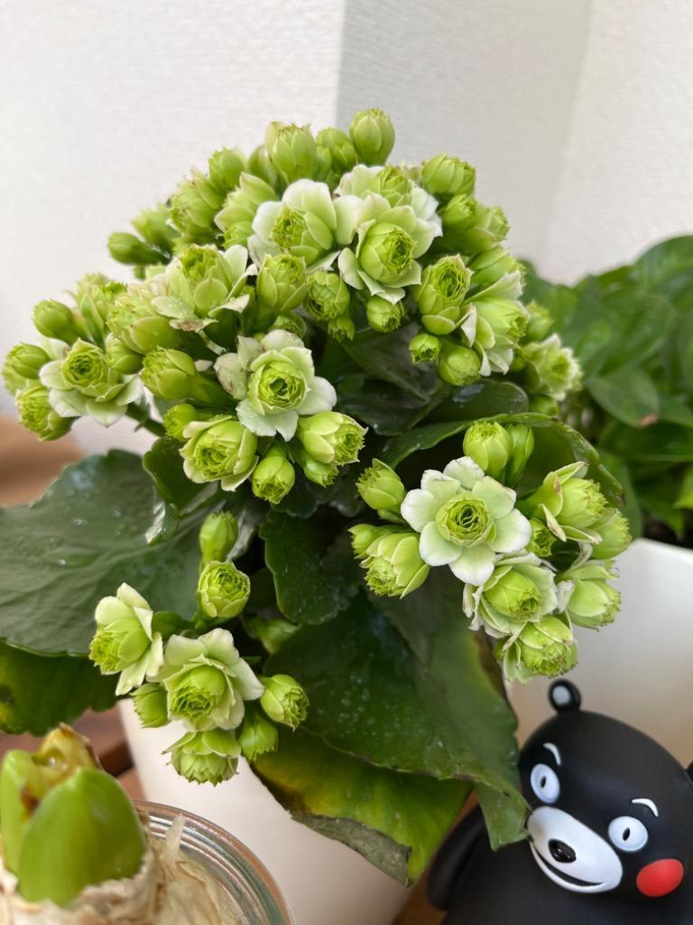 1件目のレビュー画像 | 0