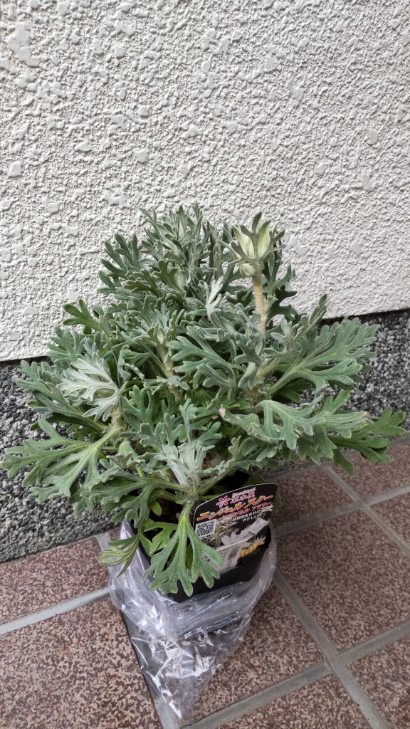 全体のレビュー画像 | 1-0