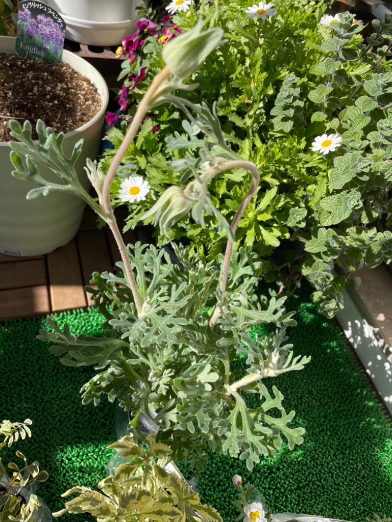 全体のレビュー画像 | 2-0