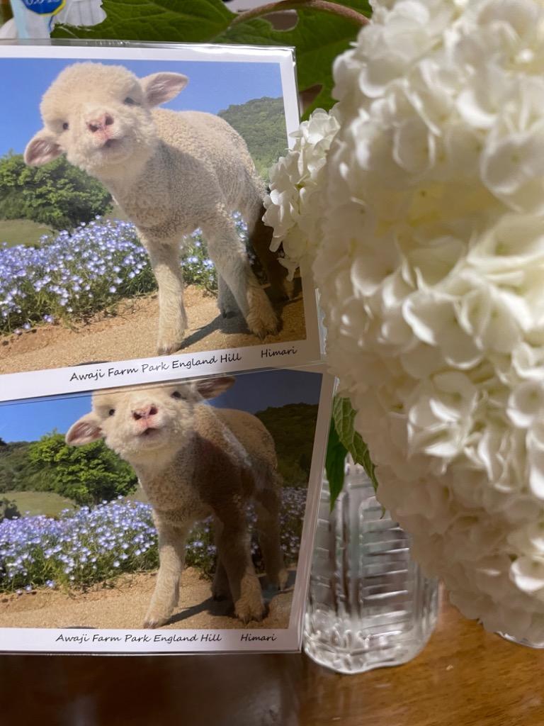 ポストカード 羊 ひまり イングランドの丘 動物 動物写真 自然 かわいい :postcard02:イングランドの丘 Yahoo!店 - 通販 -  Yahoo!ショッピング