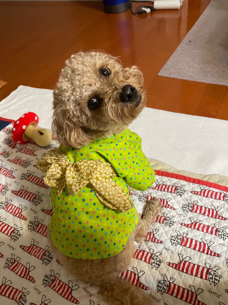 KICHI様 おまとめ　犬用浴衣　犬用服　イタグレ服　ハンドメイド 犬服型紙 浴衣 小型犬用 テキスト付き : eパターン コレクション