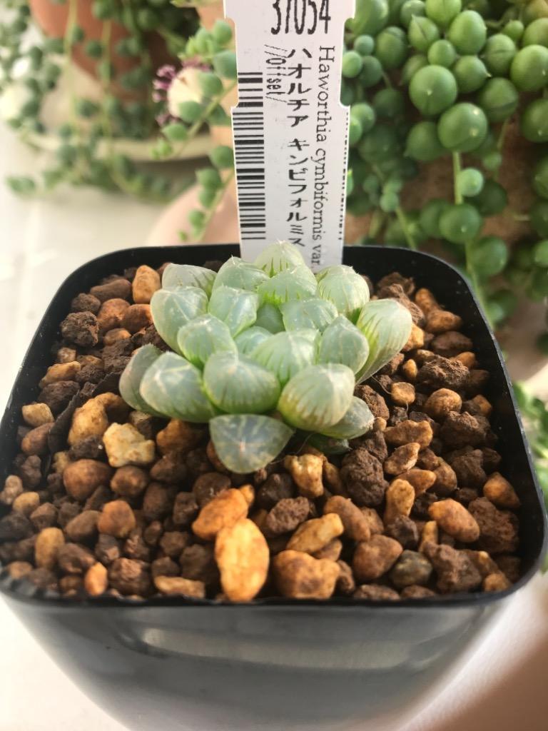 SALE 10%OFF】多肉植物 ハオルチア シンビフォルミス オブツーサ Haworthia cymbiformis  :49-cymb-varo:ERIOQUEST - 通販 - Yahoo!ショッピング