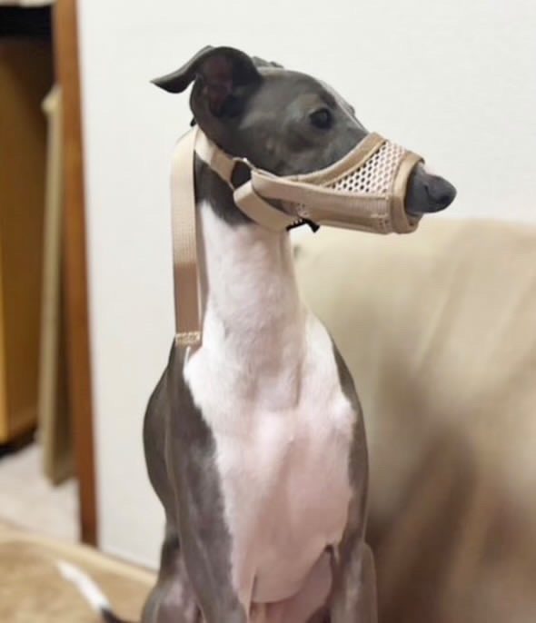 全体のレビュー画像 | 3-0