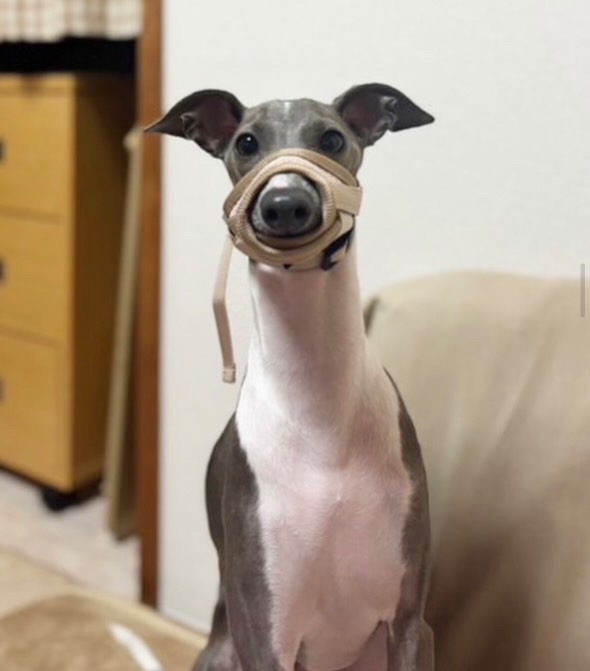 全体のレビュー画像 | 3-1