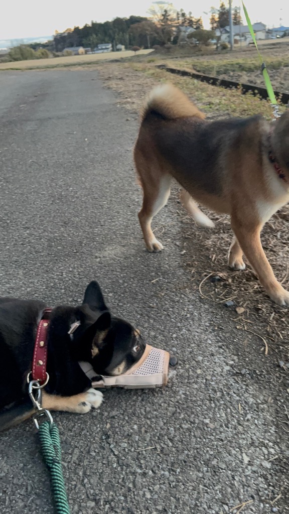 全体のレビュー画像 | 0-0