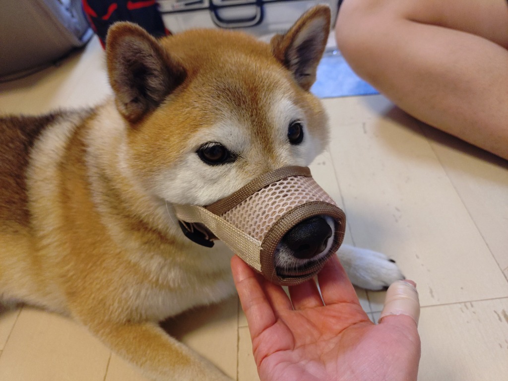 全体のレビュー画像 | 1-0