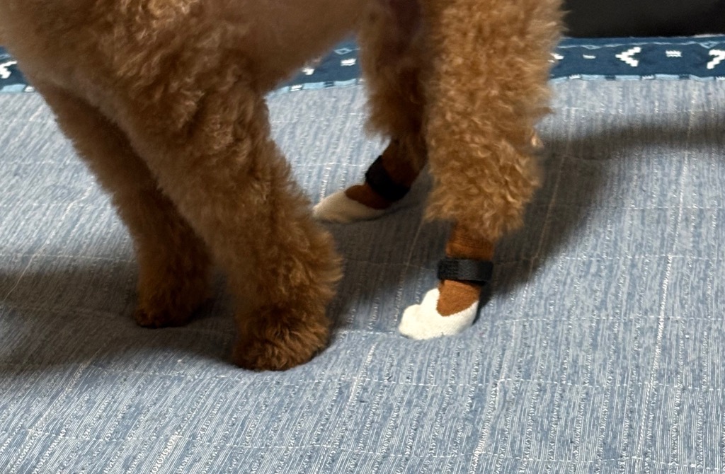 全体のレビュー画像 | 6-1