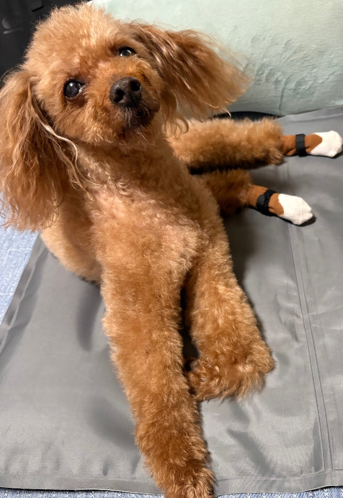 全体のレビュー画像 | 6-0