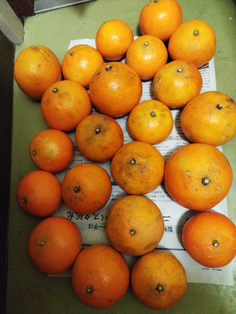訳あり まどんな 5kg 愛媛県産 サイズおまかせ 愛媛試果28号