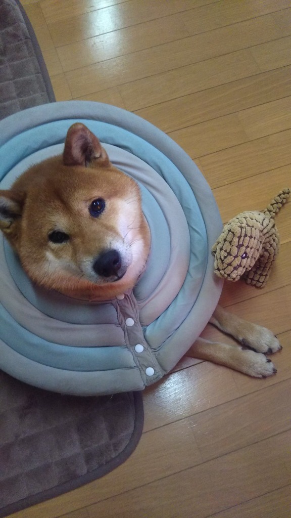 レビュー画像