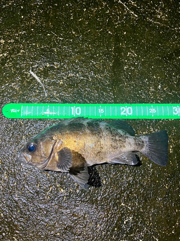 【♡サスケ鬼徹♡】淡路どりサイコロネック5袋ふりかけ3袋 ♡サスケ鬼徹♡様専用】淡路どりサイコロネック5袋ふりかけ3袋
