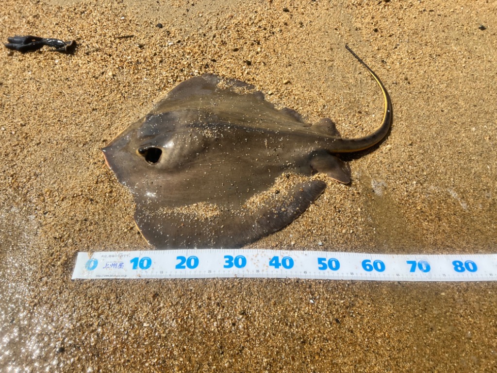 シマノ シマノ/SHIMANO ハードブル8+ 200m 0.6,0.8,1,1.2,1.5,2