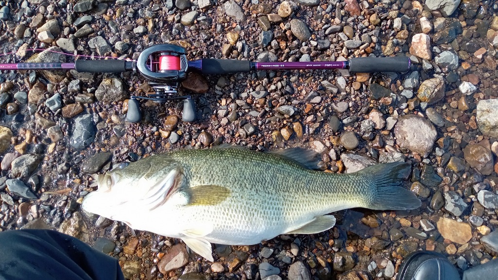 DAIWA（釣り） (7)【目玉商品】ダイワ ハートランド リベラ