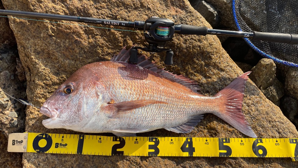 DAIWA（釣り） 25 タトゥーラ TW 200XHL 釣り ベイトリール - 最安値