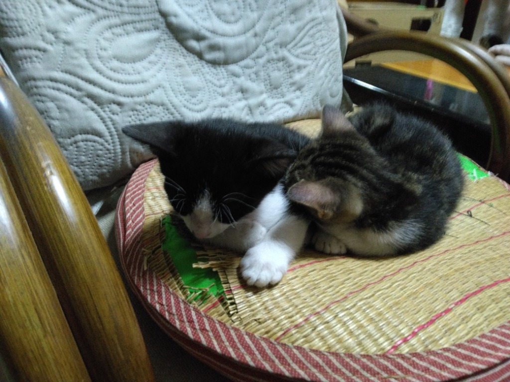 レビュー画像