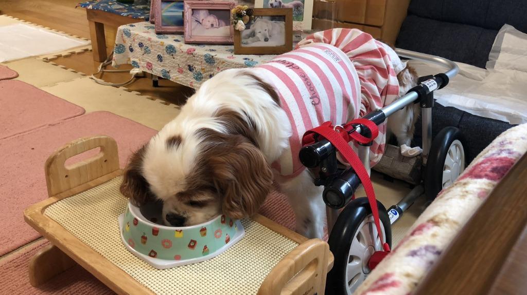 森乳サンワールド スーパーゴールド チキンプラス シニア犬用 2.4kg