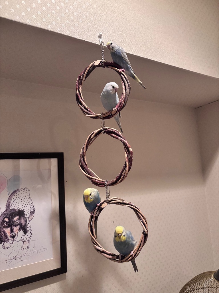 鳥 インコ 止まり木 丸型 サークル トイ 遊び場 天然木 セキセイ