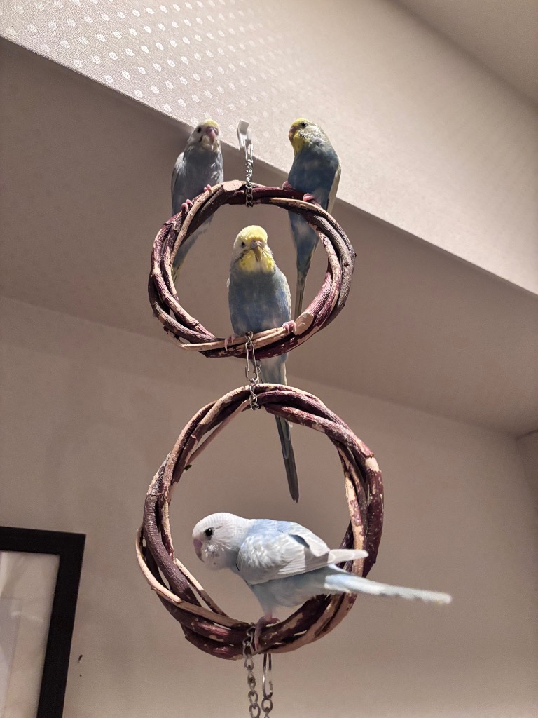 鳥 インコ 止まり木 丸型 サークル トイ 遊び場 天然木 セキセイ