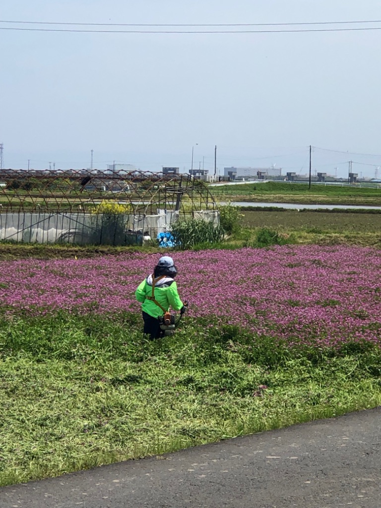 【1kg/1417円】れんげの種　花の種　種子　レンゲ草　レンゲの種 　花の種 　れんげ種 　1ｋｇ×10袋セット