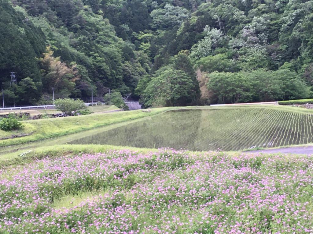 1kg/1417円】れんげの種 花の種 種子 レンゲ草 レンゲの種 花の種