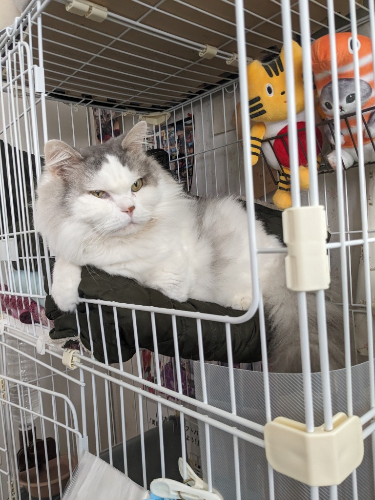限定セール 猫 ケージ 3段 トイレ付き 1段2段 おしゃれ キャット