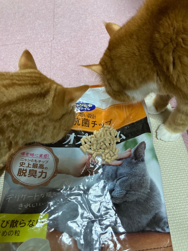 レビュー画像