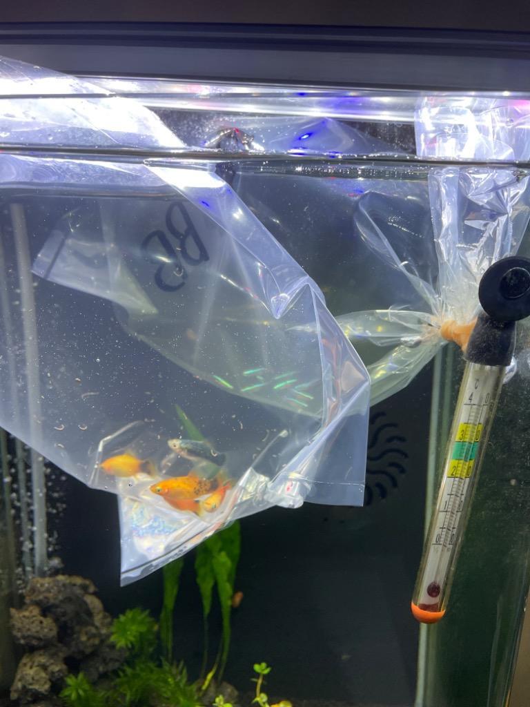 熱帯魚)バリューセット ネオンテトラ SM 約１.５-２cm 10匹 ＋ ミックスプラティ 約3-3.5cm 5匹  :1000set-12:熱帯魚通販のネオス - 通販 - Yahoo!ショッピング