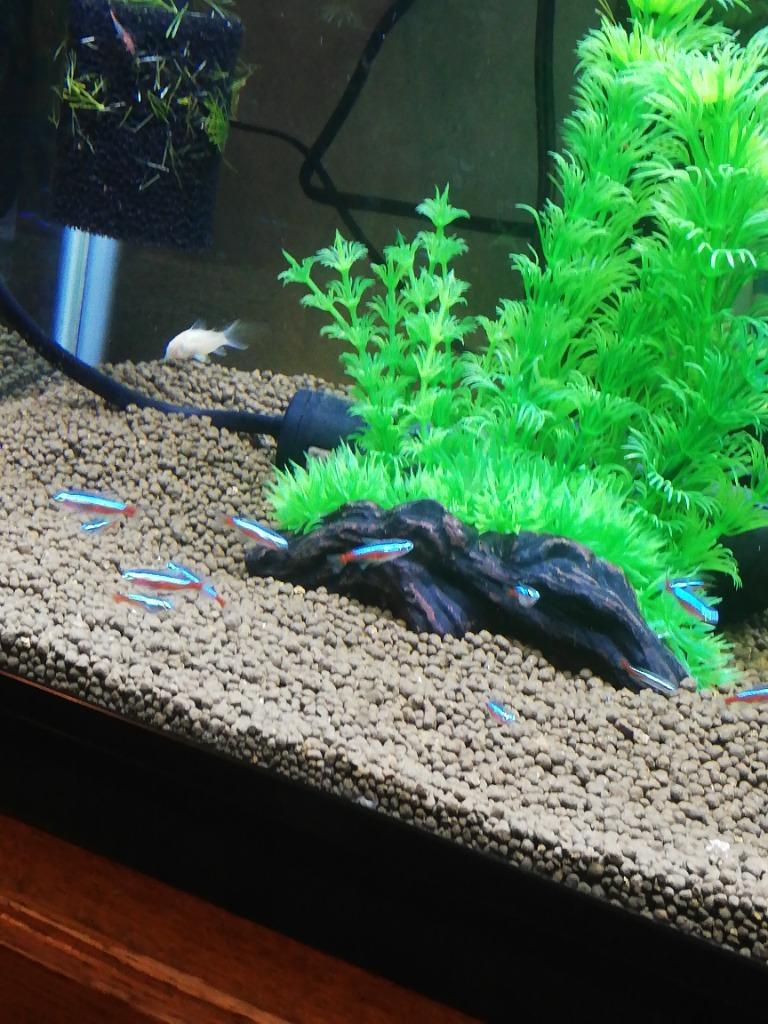 熱帯魚)バリューセット カージナルテトラ ブリード 約1.5-2cm 6匹 ＋ ミニブッシープレコ 約3-5cm 1匹 :1000set-13:熱帯魚通販のネオス  - 通販 - Yahoo!ショッピング