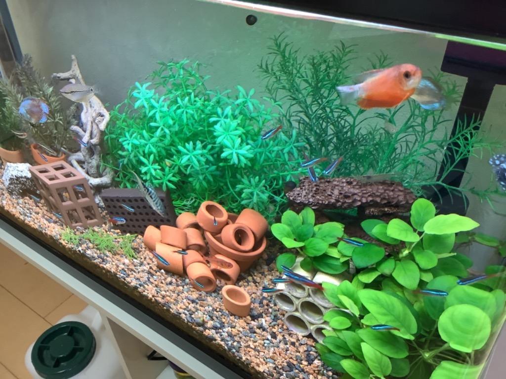 熱帯魚)バリューセット ネオンテトラ SM 約１.５-２cm 10匹 ＋ アルビノミニブッシープレコ 約2-3cm 1匹 :1000set-14:熱帯魚通販のネオス  - 通販 - Yahoo!ショッピング