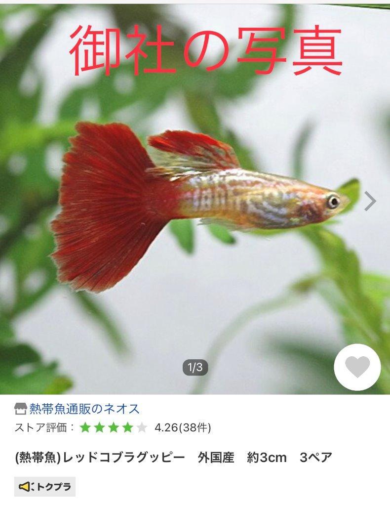 熱帯魚)レッドコブラグッピー 外国産 約3cm 3ペア :a6-260529-3:熱帯魚通販のネオス - 通販 - Yahoo!ショッピング