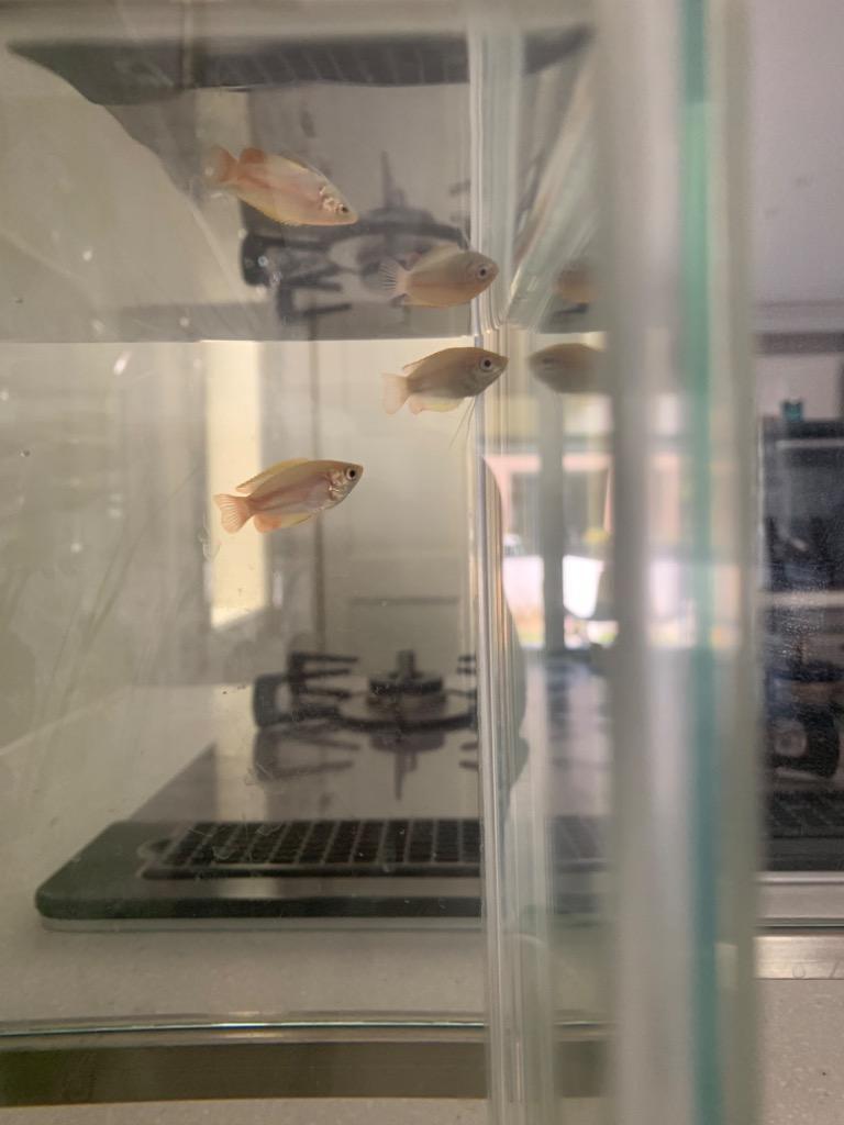 熱帯魚)ゴールデンハニードワーフグラミー 約2cm 3匹 :a8-1010:熱帯魚通販のネオス - 通販 - Yahoo!ショッピング