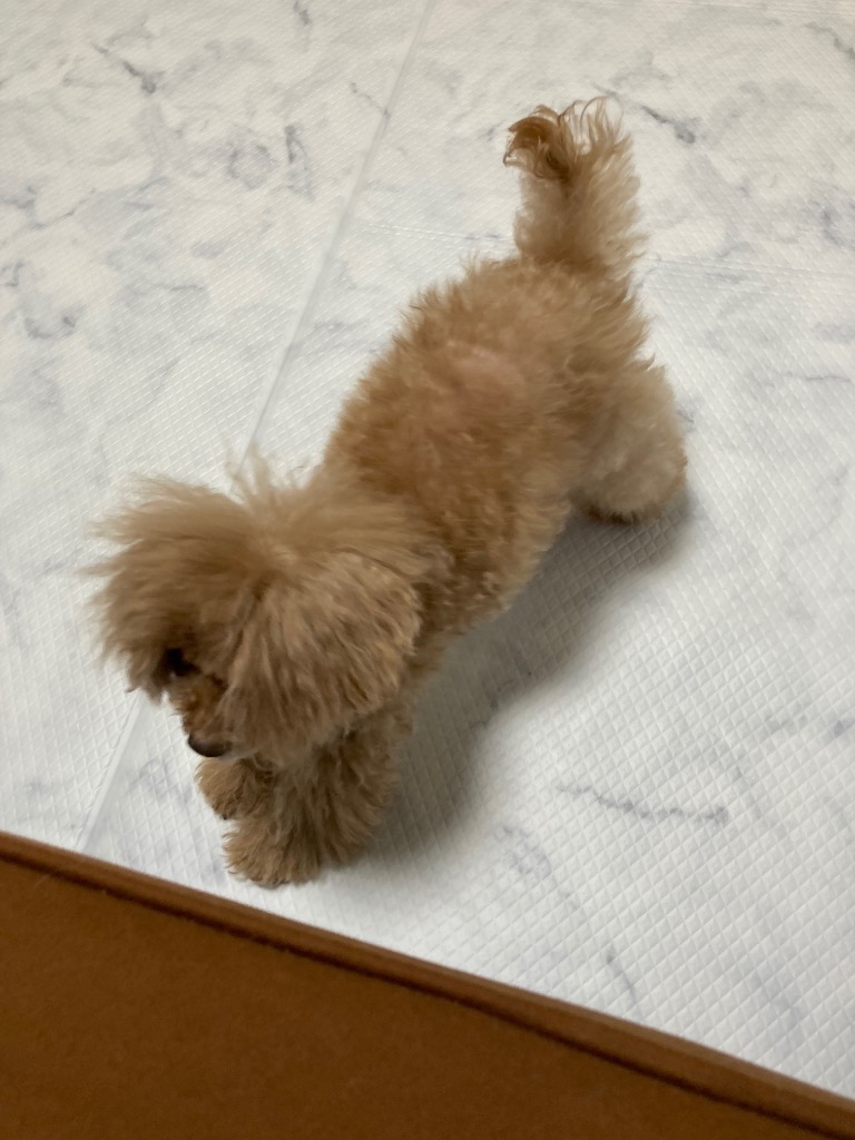 2件目のレビュー画像 | 0