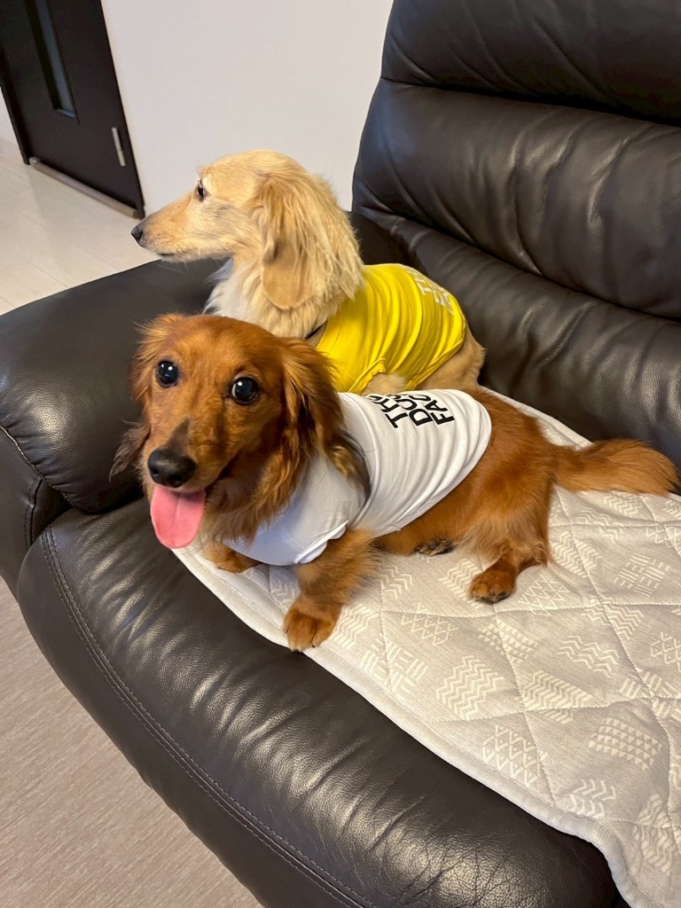 THE NORTH FACE 犬用カバー クリーム色 THE DOG FACE ザドッグフェイス ドッグフェイス 犬 夏服 NORTH