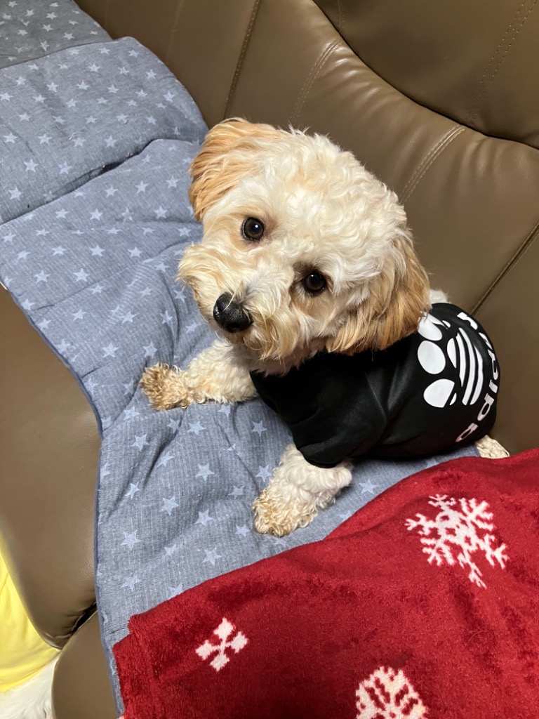 全体のレビュー画像 | 1-0