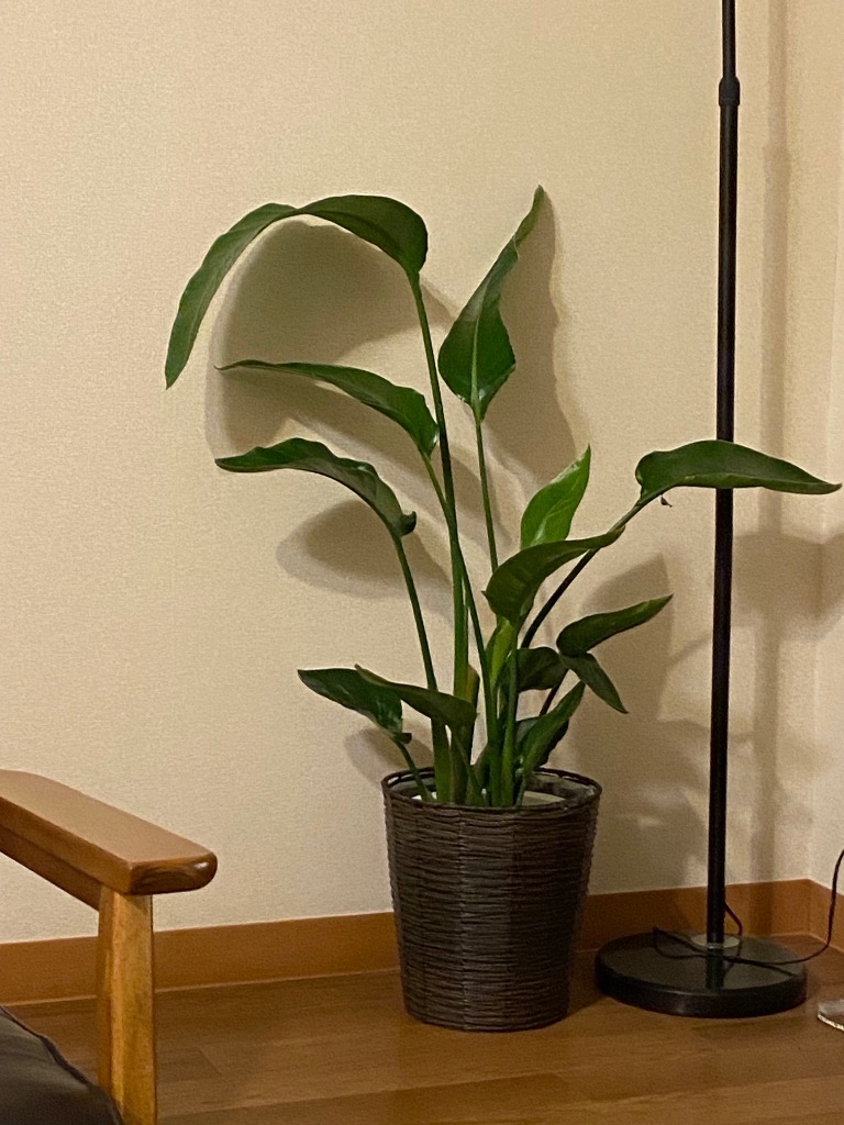 ［現品］97番　ストレリチアニコライ　オーガスタ　8号　観葉植物　大型　室内 FlowerKitchen 観葉植物 ストレリチア オーガスタ ニコライ 7号