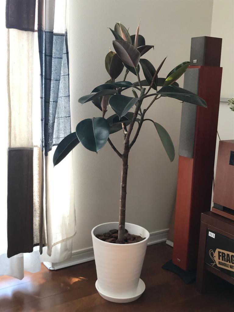 現品　フィカス　ゴムの木　バーガンディ　1番　インテリアグリーン　人気　観葉植物 日本花キ流通 観葉植物 フィカス バーガンディ ゴムの木 6号鉢