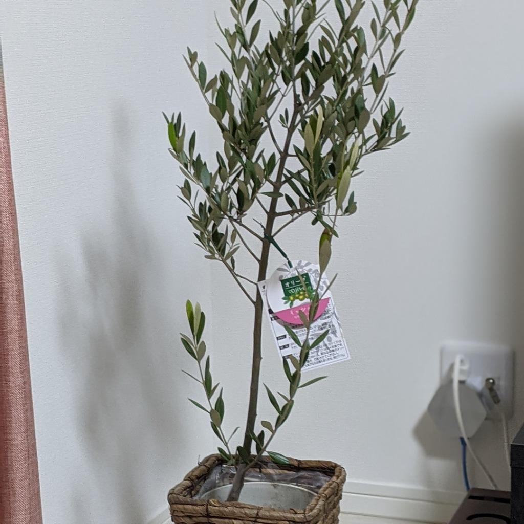 FlowerKitchen オリーブの木 品種おまかせオリーブ6号鉢 かご FlowerKitchen オリーブの木 品種おまかせオリーブ6号鉢 かご